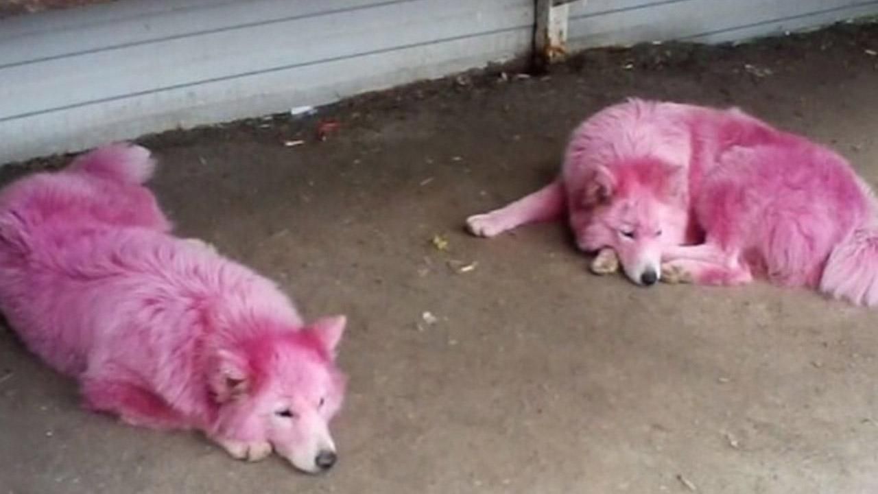 У Росії в лісі знайшли собак із шерстю рожевого кольору