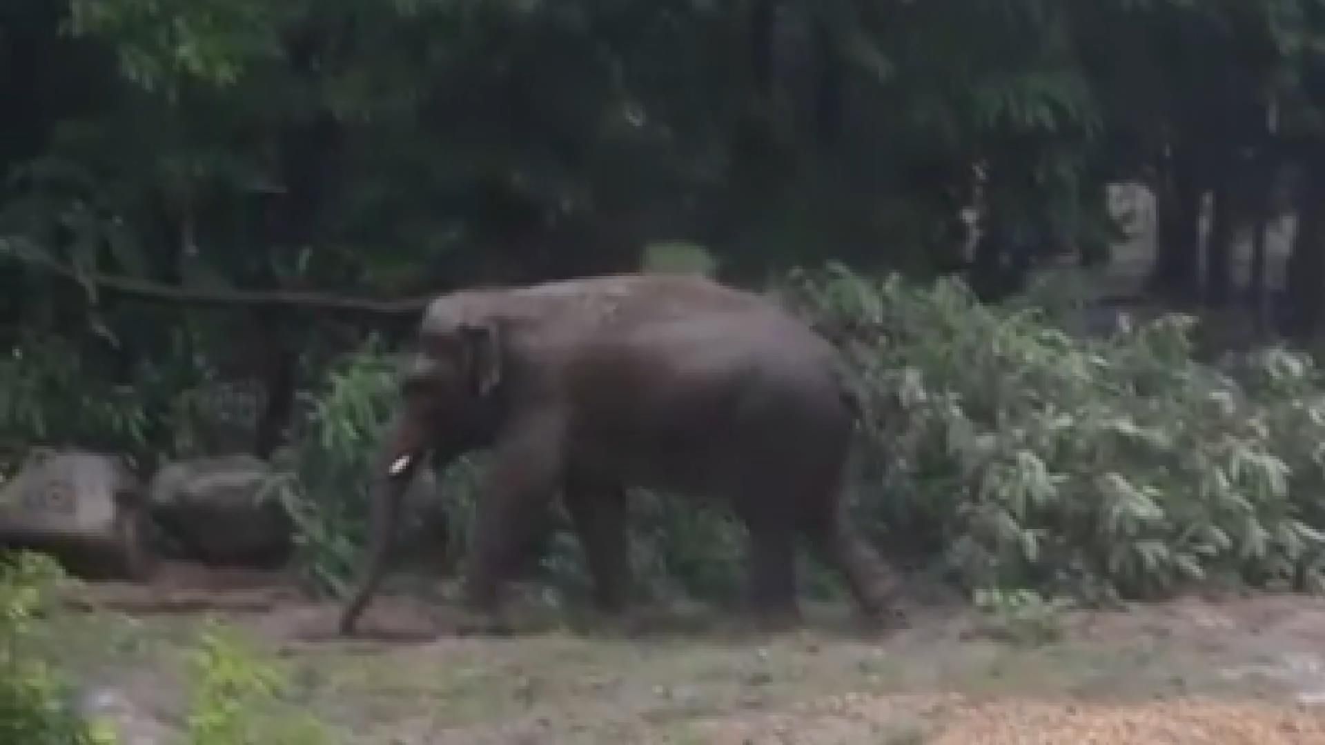 Как звери в столичном зоопарке радовались ливню: необычное видео