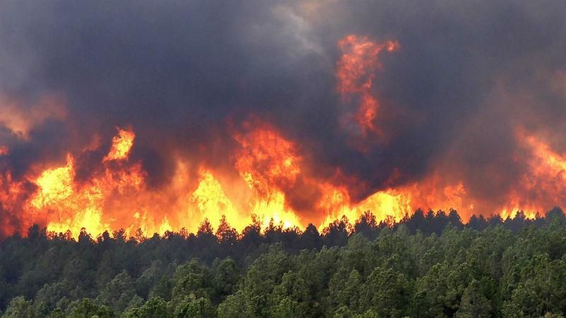 США потерпає від лісових пожеж: з'явилось відео
