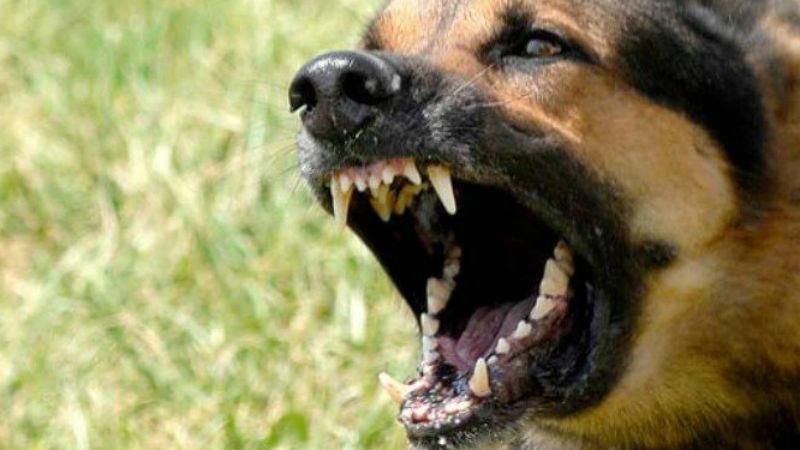 У Дніпрі чоловік нацькував на поліцейського собаку У Дніпрі чоловік нацькував на поліцейського собаку