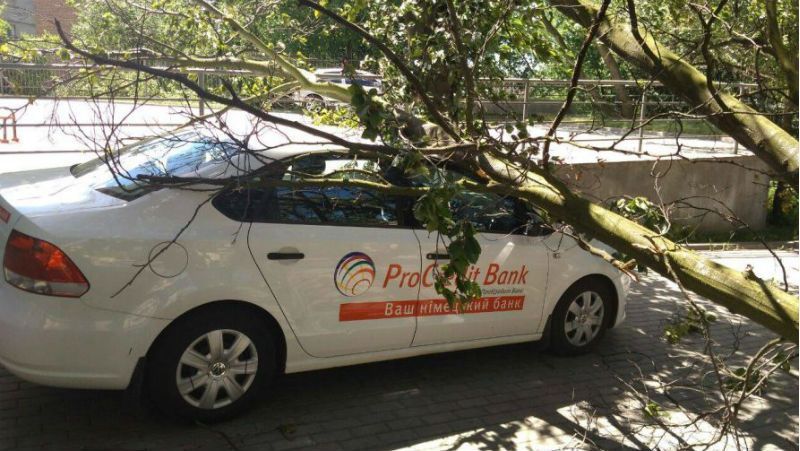 Від шквального вітру у Львові падають дерева: є постраждала