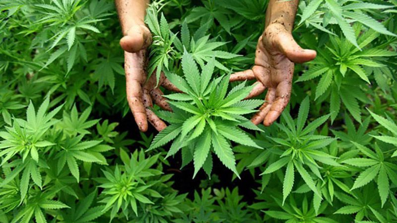 Продажу марихуаны легализовали в еще одном штате США