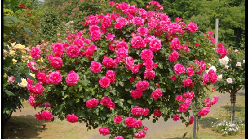 На Черкащині зацвіло трояндове поле: з'явилось відео На Черкащині зацвіло трояндове поле: з'явилось відео