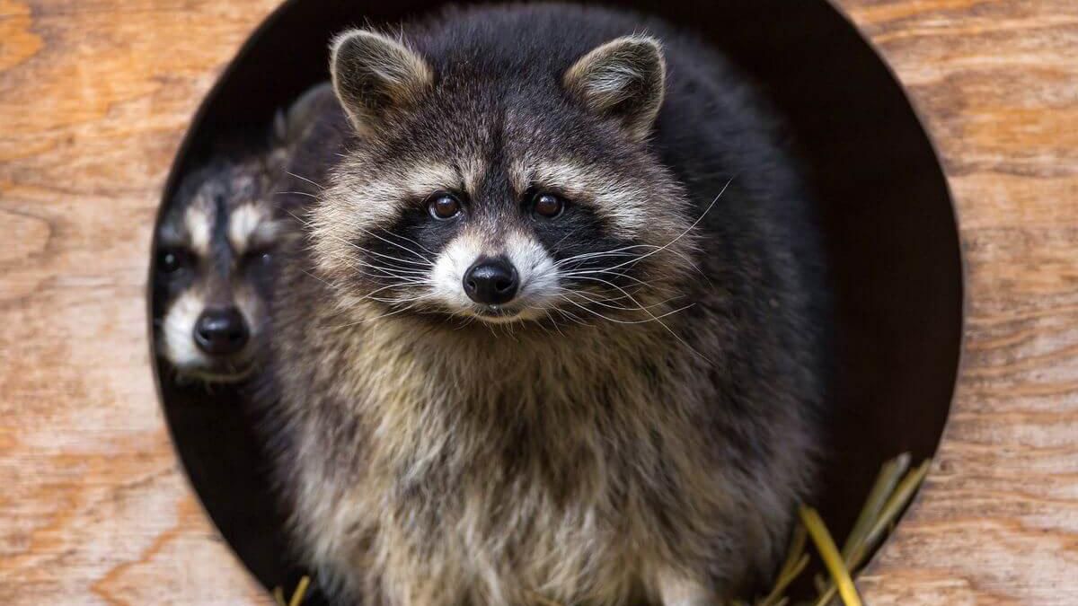 На Сумщині кішка "всиновила" дитя єнота На Сумщині кішка "всиновила" дитя єнота