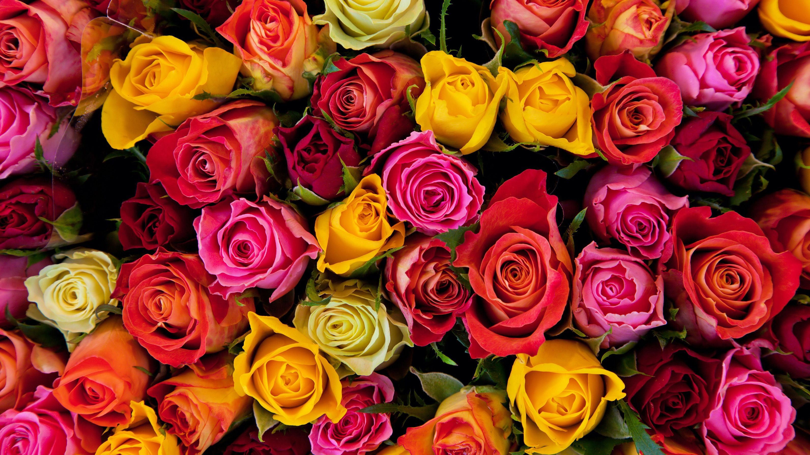 В старинном замке Сент-Миклош устроили фестиваль роз В старинном замке Сент-Миклош устроили фестиваль роз