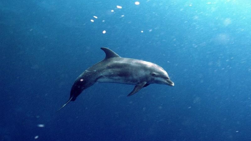 Мертвого дельфіна з прив'язаним каменем викинуло на берег окупованого Криму Мертвого дельфіна з прив'язаним каменем викинуло на берег окупованого Криму