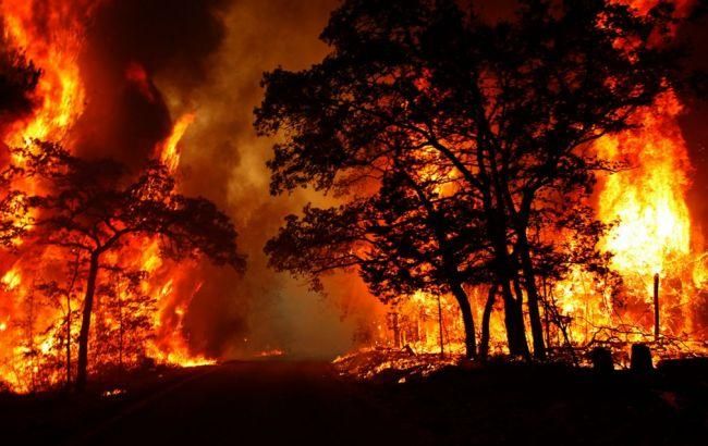 Как на Херсонщине ликвидировали масштабный лесной пожар: уникальные кадры