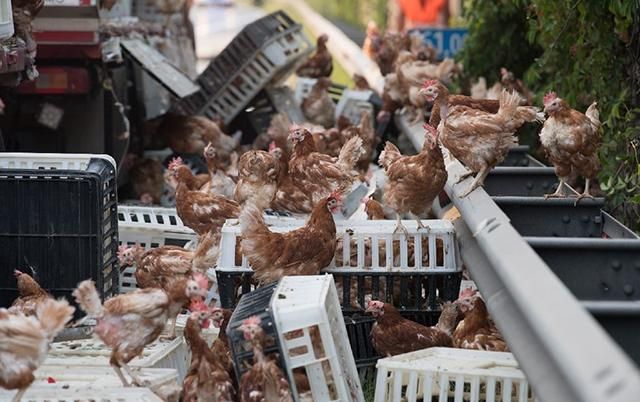 Тисячі курей заблокували автобан в Австрії: тварини випали з вантажівки Тисячі курей заблокували автобан в Австрії: тварини випали з вантажівки