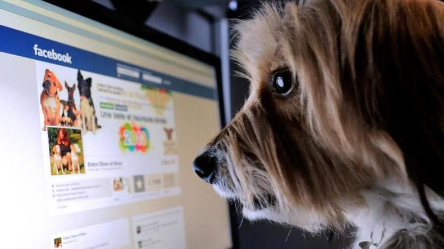 Науковці поділили користувачів Facebook на 4 типи