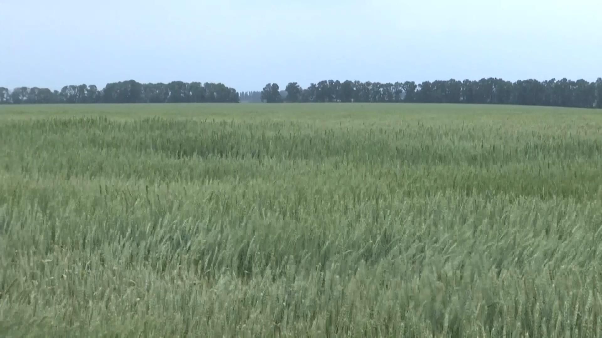 Как крестьяне реагируют на возможное снятие моратория на продажу земли Как крестьяне реагируют на возможное снятие моратория на продажу земли