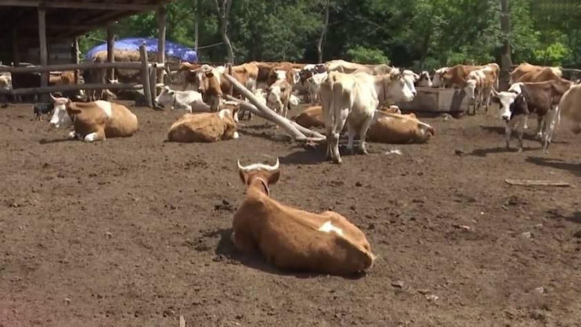 Родина на Вінниччині жорстоко знущається над тваринами Родина на Вінниччині жорстоко знущається над тваринами