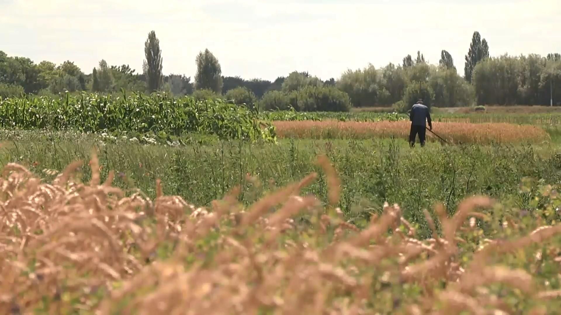 Сколько украинских селян готовы продать землю Сколько украинских селян готовы продать землю