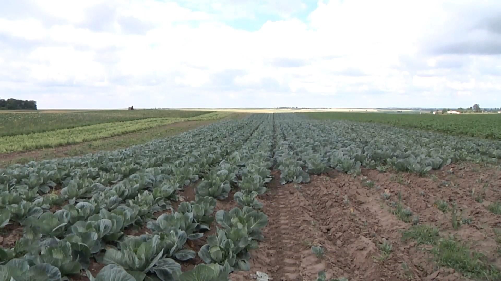 Готовы ли украинские фермеры конкурировать с агрохолдингами на рынке земли