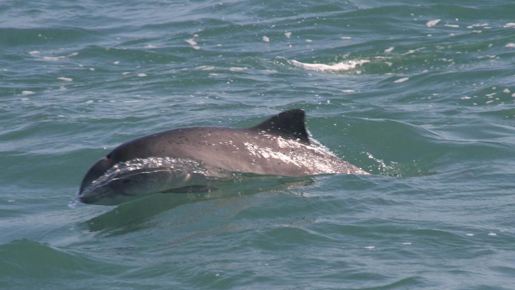 Дельфины у побережья Крыма могут погибнуть из-за строительства Керченского моста, – зоолог