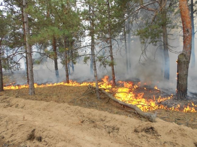 Масштабна пожежа на Херсонщині: згоріло майже 20 гектарів лісу