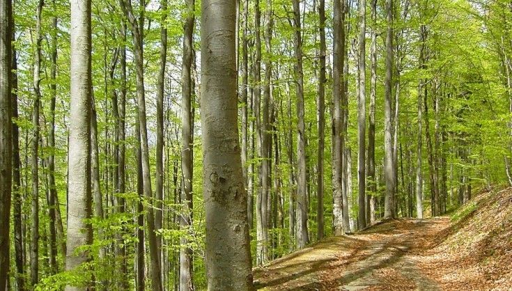 Карпатські букові ліси отримали статус Всесвітньої спадщини ЮНЕСКО 