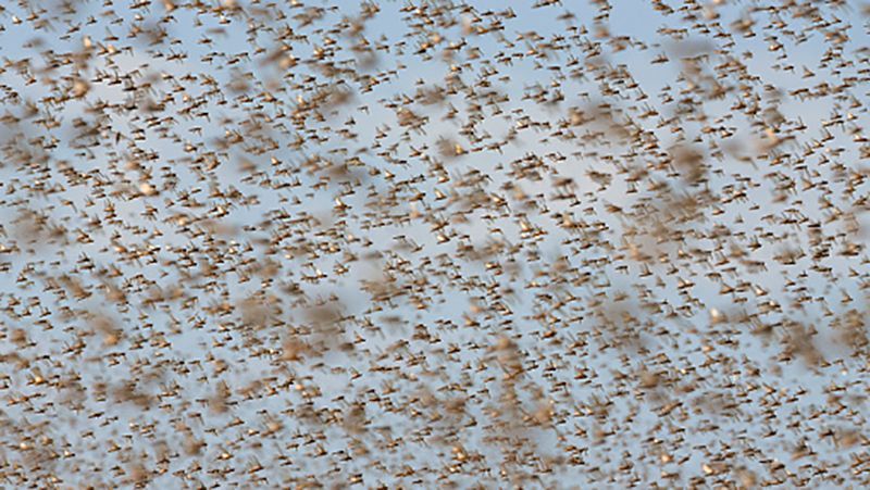 Крим атакує навала сарани з Росії: вражаюче відео Крим атакує навала сарани з Росії: вражаюче відео