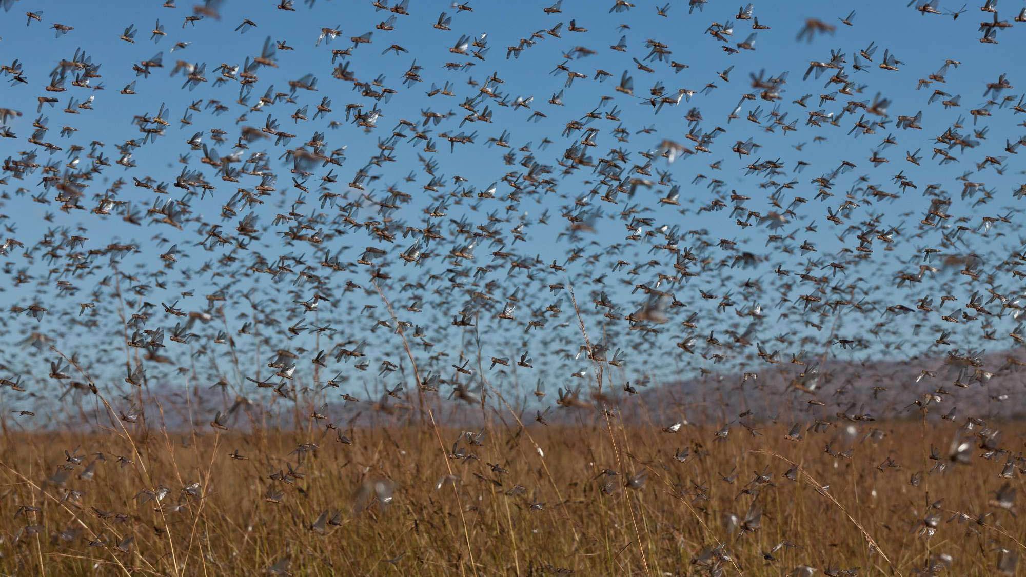 У мережі показали моторошне відео сарани, яка "атакувала" авто у Росії У мережі показали моторошне відео сарани, яка "атакувала" авто у Росії