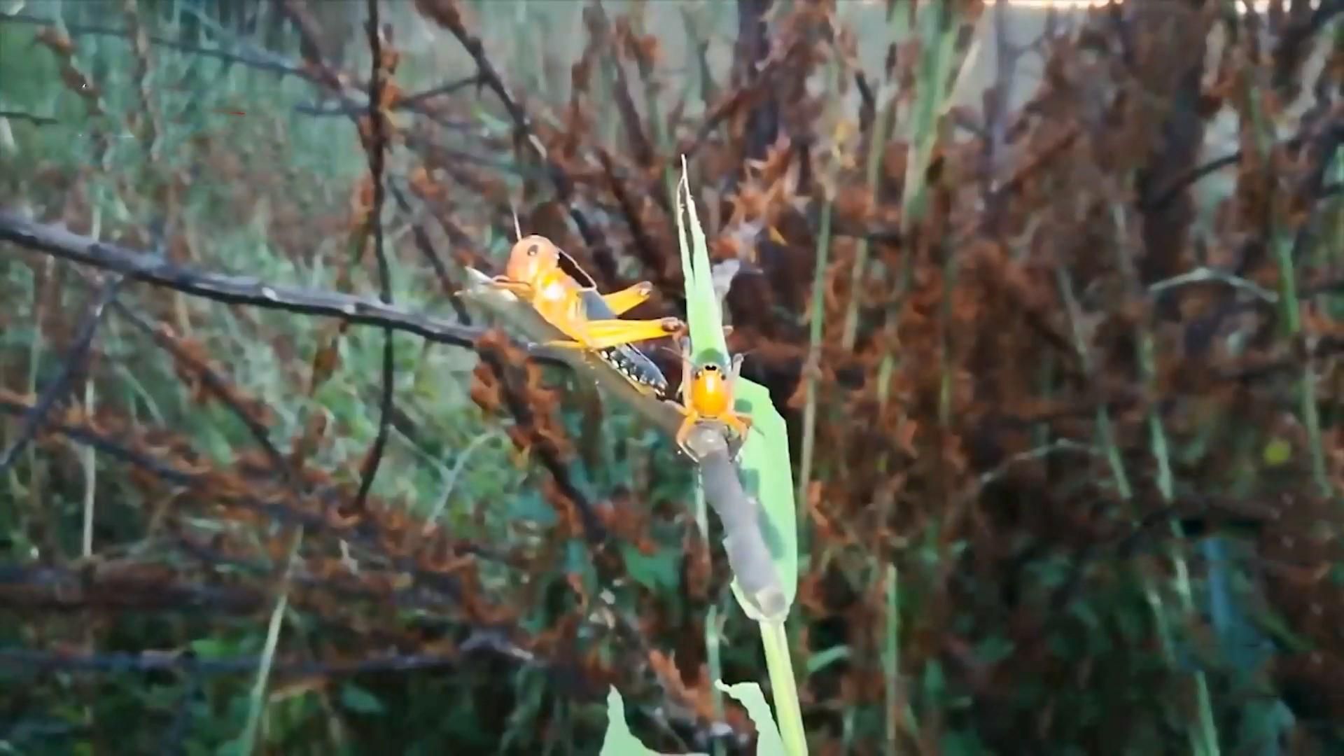 Что грозит Крыму из-за нашествия российской саранчи Что грозит Крыму из-за нашествия российской саранчи