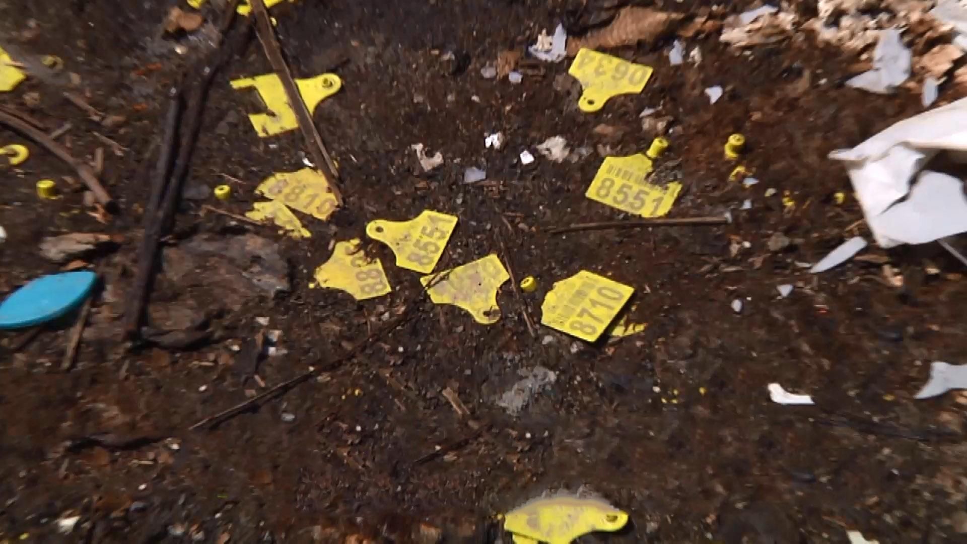 Поблизу Житомира знайшли незаконний скотомогильник Поблизу Житомира знайшли незаконний скотомогильник