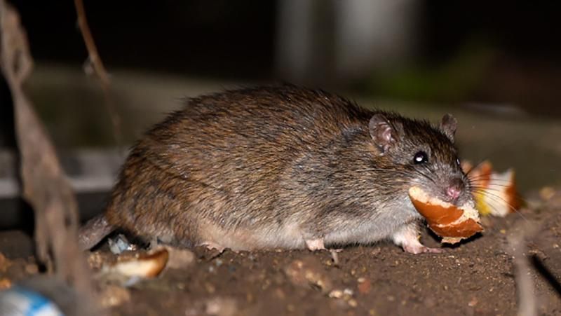 Щури у Москві заполонили не лише вулиці, а й квартири Щури у Москві заполонили не лише вулиці, а й квартири