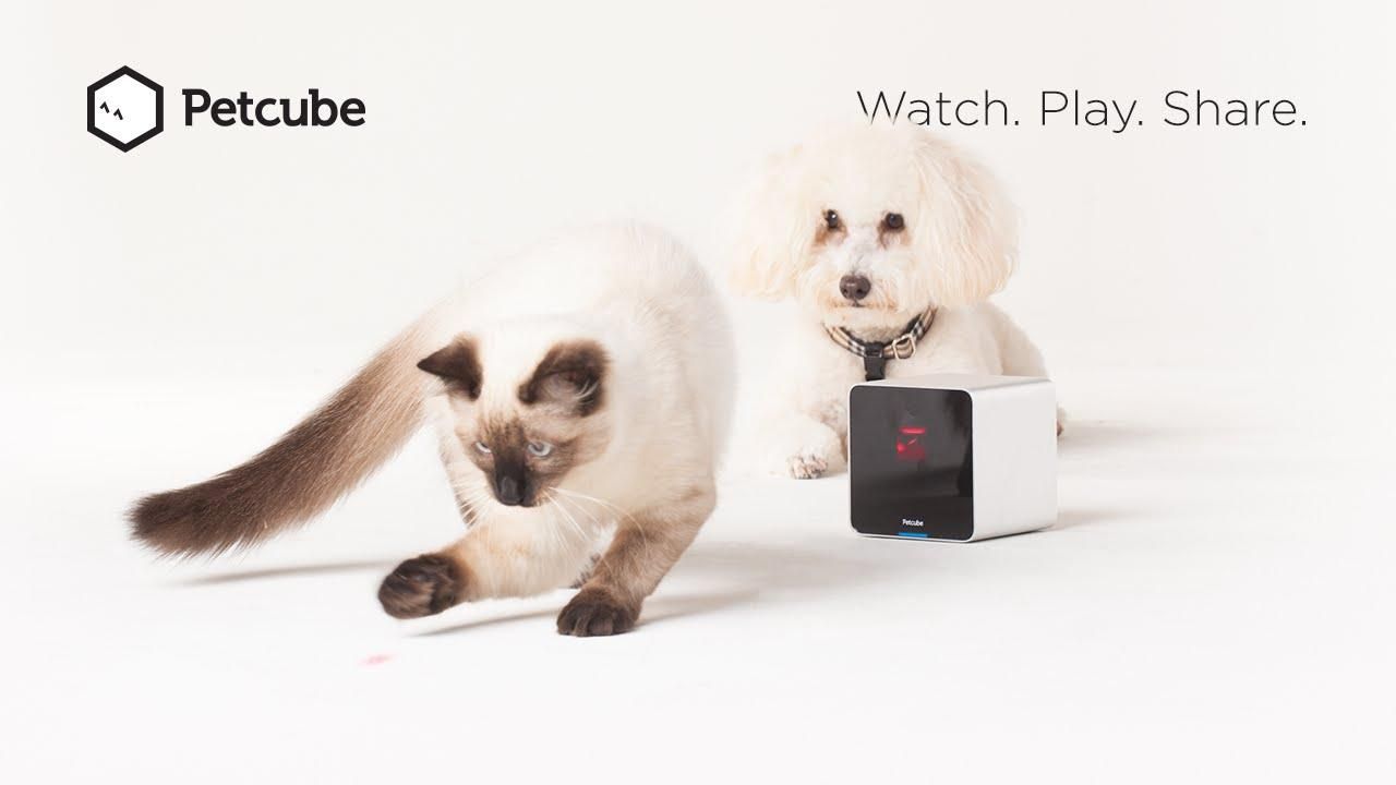 Petcube – стартап, которого давно ждали ваши любимцы