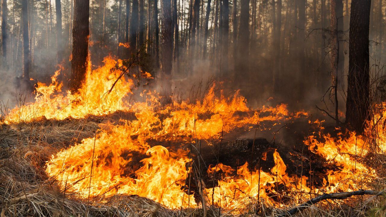 Херсонщина потерпає від масштабних лісових пожеж