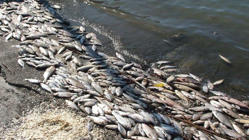 В Житомире массово гибнет рыба