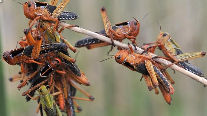 Саранча продолжает поедать Крым Саранча продолжает поедать Крым
