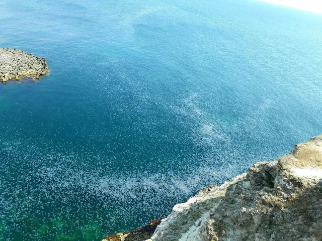 Нашестя медуз в анексованому Криму Нашестя медуз в анексованому Криму