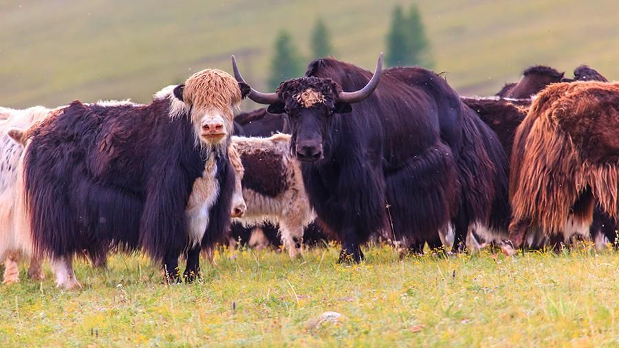 В Монголии праздновали традиционный фестиваль яков В Монголии праздновали традиционный фестиваль яков