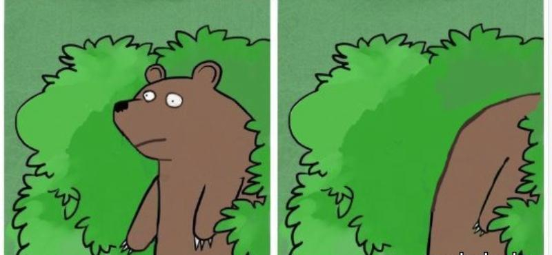 "Превед медвед" и все-все-все: как в Киеве отметили День медведя