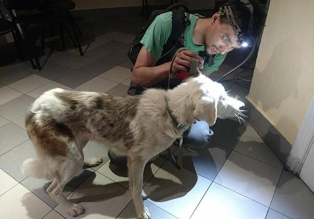 В Києві невідомі виколюють собакам очі та кидають на вулицях: фото 18+ В Києві невідомі виколюють собакам очі та кидають на вулицях: фото 18+