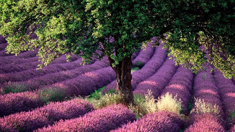 Лавандові поля Провансу страждають від посухи Лавандові поля Провансу страждають від посухи