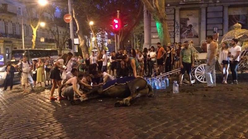 Від спеки мліють навіть коні: безпрецедентний випадок трапився в Одесі Від спеки мліють навіть коні: безпрецедентний випадок трапився в Одесі