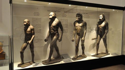 Вчені зробили сенсаційний висновок щодо еволюції людини 