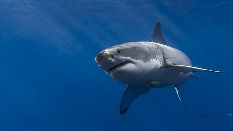 Українець врятував туристку, на яку напала акула в Єгипті Українець врятував туристку, на яку напала акула в Єгипті