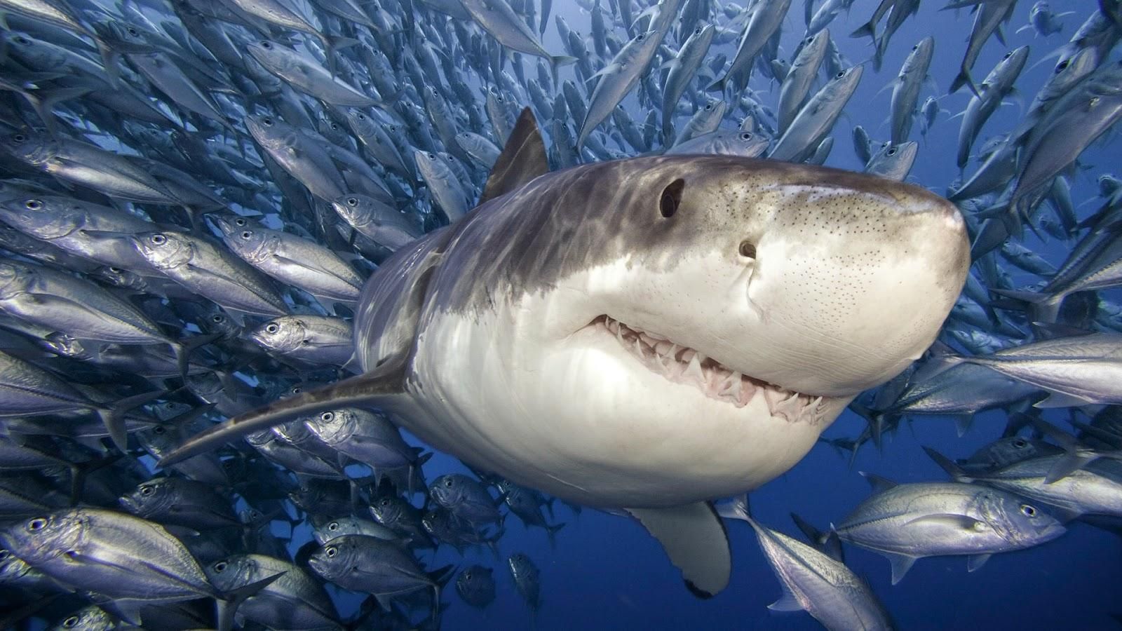У мережі показали українця-відчайдуха, який врятував туристку від білої акули