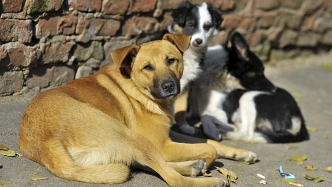 В Черкасской области открыли уникальную передвижную клинику для животных В Черкасской области открыли уникальную передвижную клинику для животных