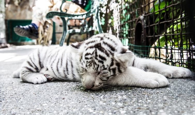 В Україні народилися рідкісні тигренята: відео