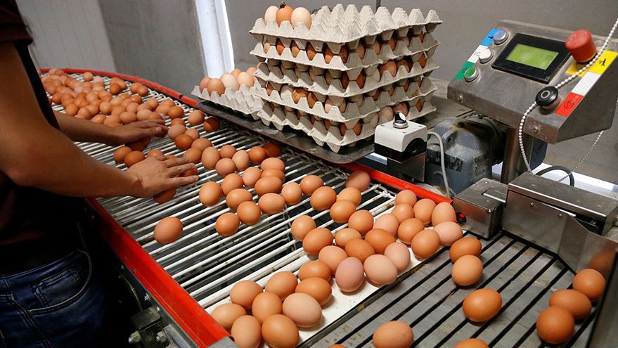 Отравленные яйца: увеличился перечень стран, куда завезли зараженный продукт