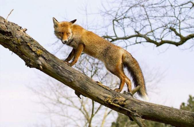 Как на Прикарпатье лисицы живут на деревьях