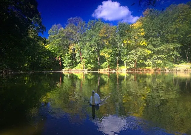 Краснокутський дендропарк Краснокутський дендропарк