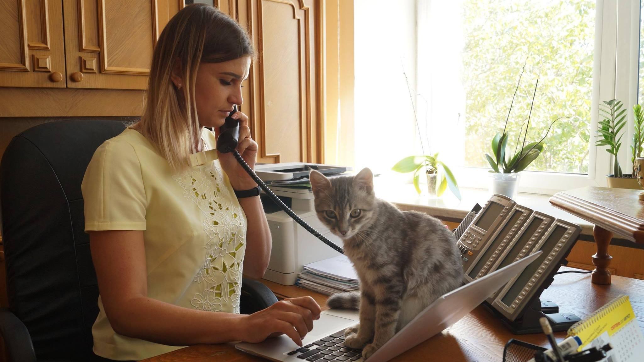 Кот получил "должность" в обладминстрации в Днепре Кот получил "должность" в обладминстрации в Днепре