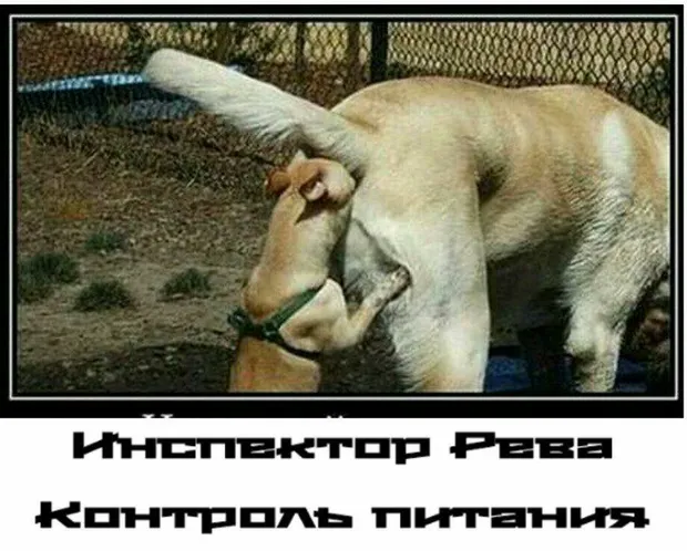 Рева звинуватив українців у тому, що вони багато їдять Рева звинуватив українців у тому, що вони багато їдять