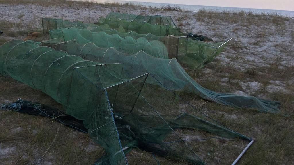 Браконьєри наловили крабів та креветок на 5 мільйонів гривень Браконьєри наловили крабів та креветок на 5 мільйонів гривень