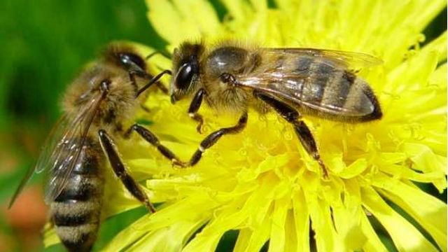Бджола вбила чоловіка на Харківщині