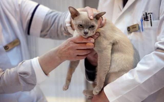 Из-за бешенства в части Харькова введен карантин Из-за бешенства в части Харькова введен карантин