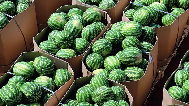 Еще одна баржа с херсонскими арбузами отправится в Киев: назвали дату Еще одна баржа с херсонскими арбузами отправится в Киев: назвали дату