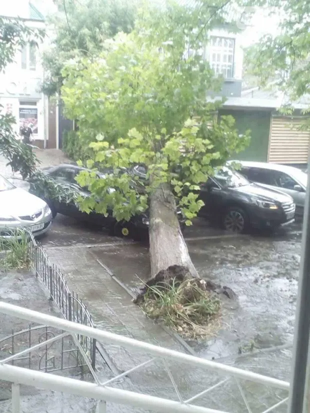 Дерево потрощило автівки у Херсоні